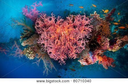 Valentine heart made of corals (Dendronephthya hemprichi) on blue water background