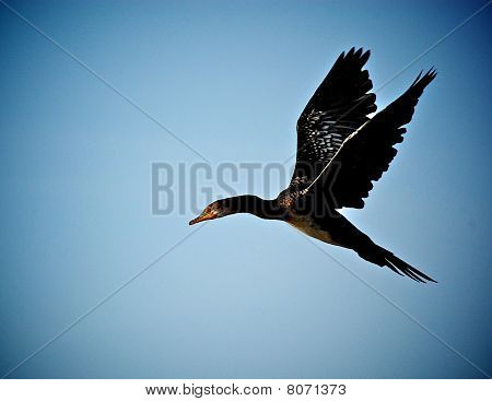 Cormorano In volo