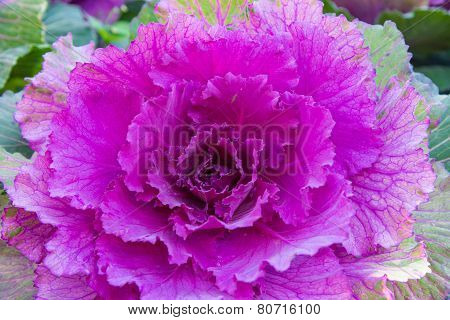 Beautiful Vegetable