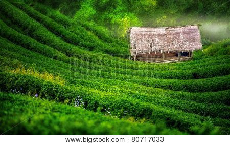 Tea Plantation