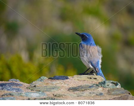 Scrub Jay