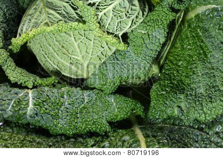 Leaf Veins Of Cabbage With Many Embossed Ripples