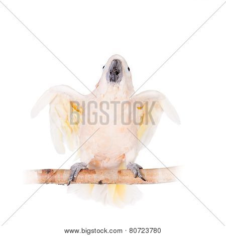 The salmon-crested cockatoo on white