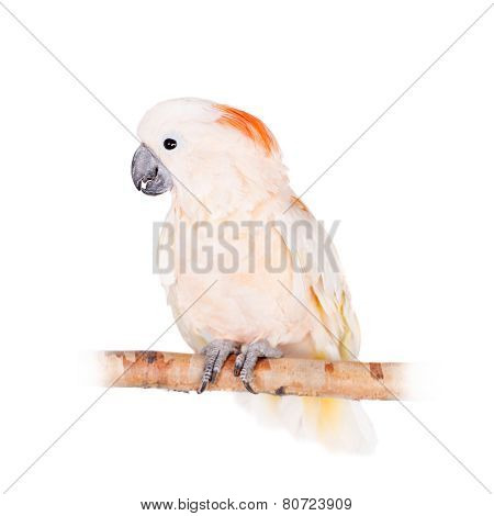 The salmon-crested cockatoo on white
