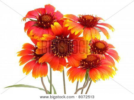 Flores escarlatas