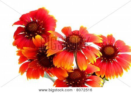 Flores escarlatas