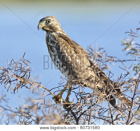 Sparrowhawk Perching On A Bush Branch