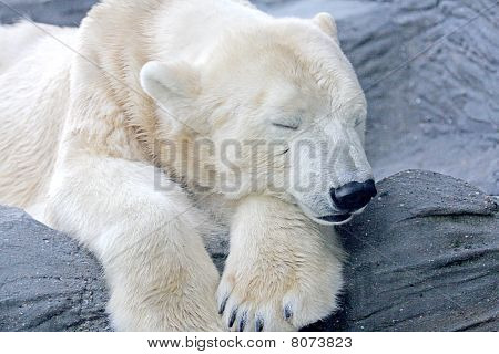 Polar bear