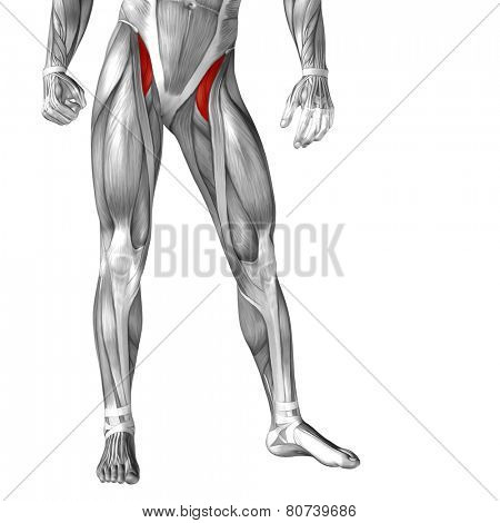 Concept or conceptual 3D iliopsoas human upper leg anatomy or anatomical and muscle isolated on white background
