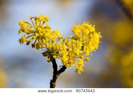 Flowering Dogwoods