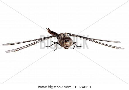 izolované dragon fly