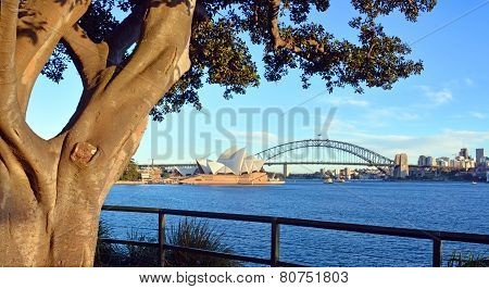 Moreton Bay Fig Tree Frames Opera House & Harbour Bridge