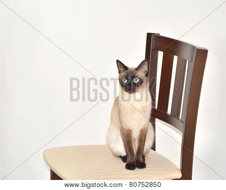 Wide-eyed Siamese Cat on Chair