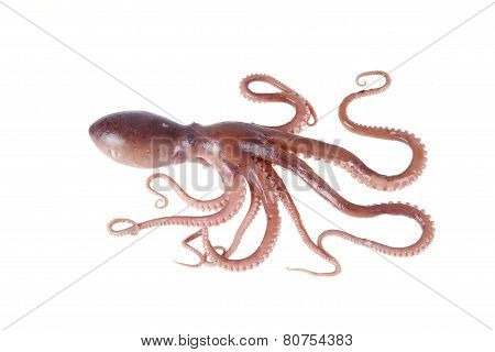 Octopus