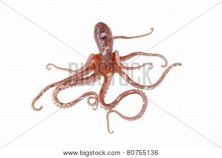 Octopus