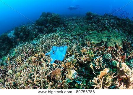 Discarded plastic bag on a coral reef