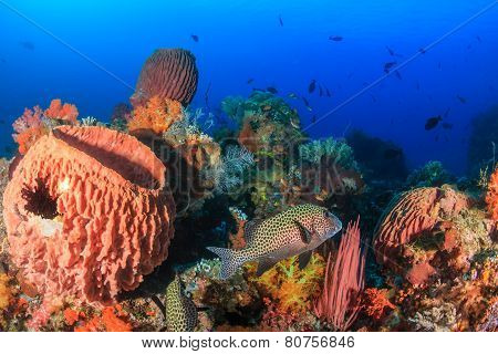 Colorful deep coral reef