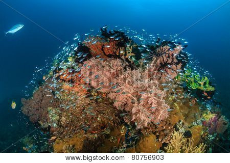 Colourful Glassfish Pinnacles