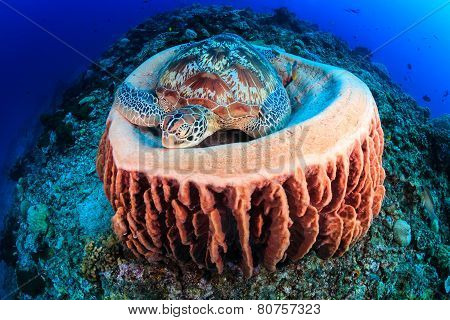 Turtle sleeping in a sponge