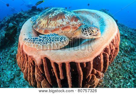 Turtle In A Sponge