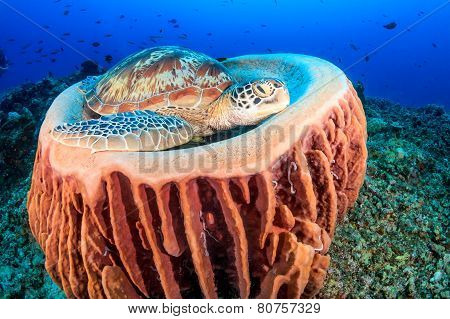 Turtle resting in a sponge