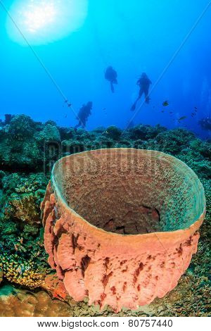 SCUBA divers and barrel sponge