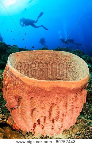 SCUBA divers and a barrel sponge