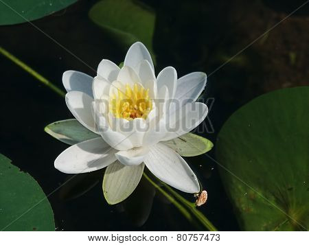 American White Water Lily Wisconsin