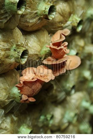 Pink Oyster Mushroom (pleurotus Djamor) On Spawn Bags