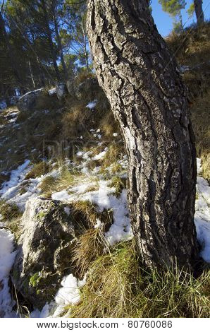 Pine Forest in Borja, Zaragoza Province, Aragon, Spain.