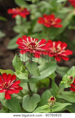 Red Zinnia Flower