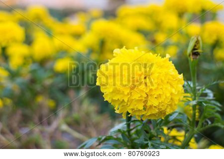 Marigold Flowers