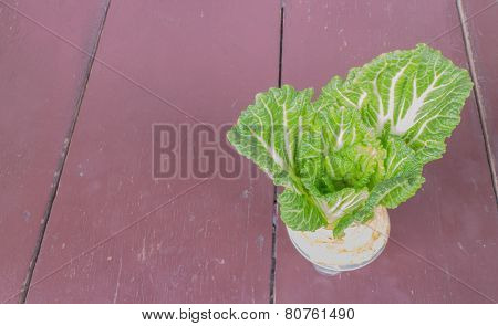 Chinese Cabbage Grown In Glass