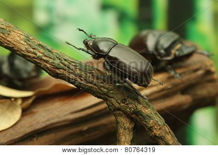 Beetle On Wood