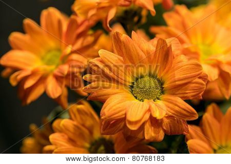 Daisy Flowers Bouquet Chrysanthemum
