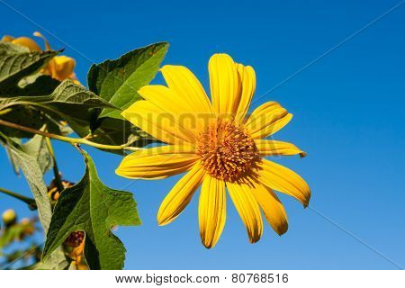 Tree marigold with bee Mexican tournesol Mexican sunflower with blue sky background.