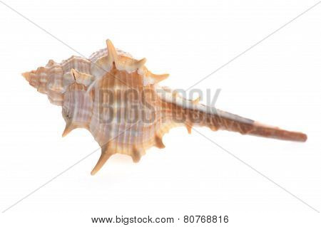 Sea Shell