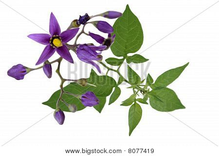 Natskygge Solanum Dulcamara