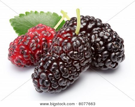 reif Maulbeeren.