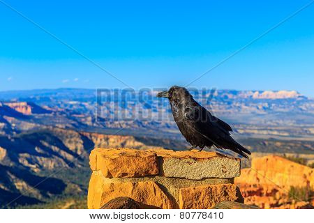 Raven At Bryce Canyon