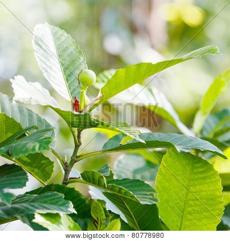 Dillenia Philippinensis Rolfe