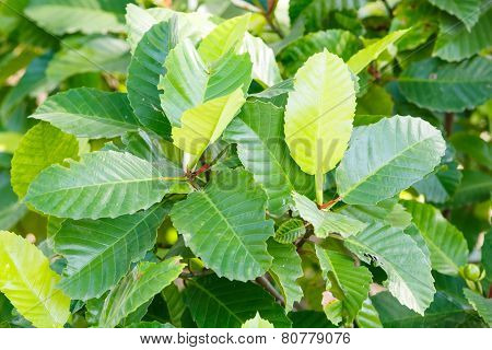 Dillenia Philippinensis Rolfe
