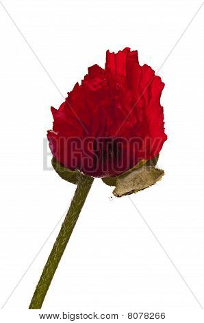 Big Red Poppy Isolated On White