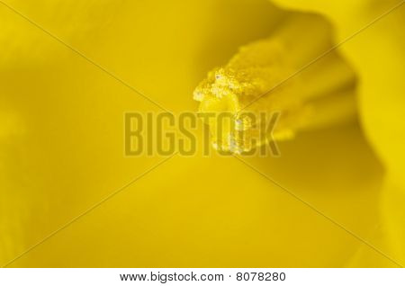 Spring Daffodil Stamen Full Of Pollen