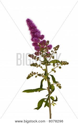 Pink Blossom Isolated On White Background