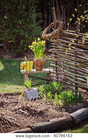 yellow narcissus in pot, osier wicker fence and tools in early spring garden