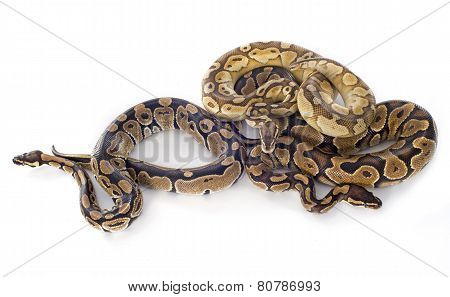 Python Regius