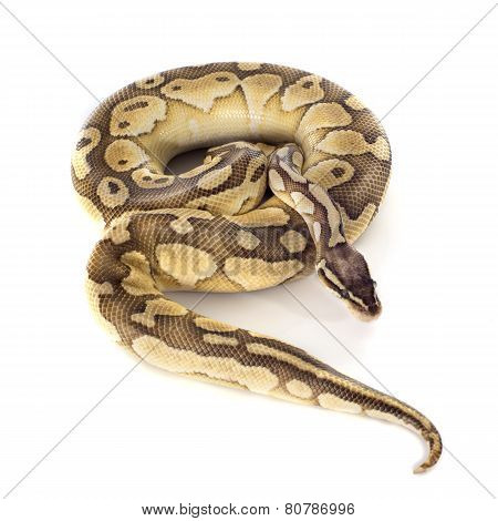 Yellow Python Regius