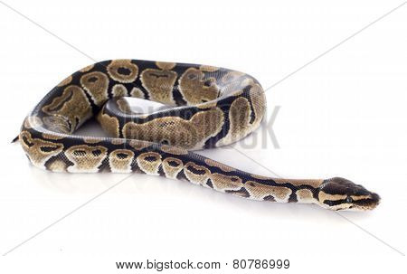 Python Regius
