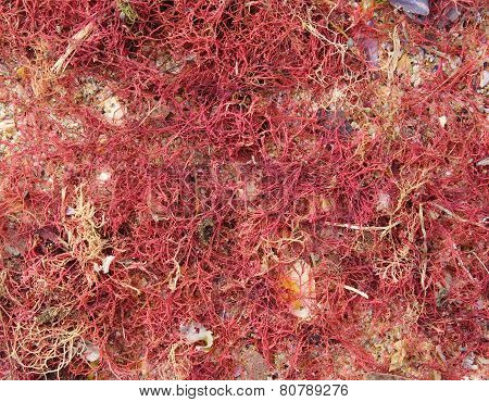 Red Algae On Sand Closeup
